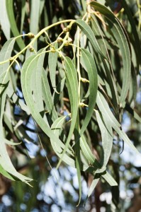 Remedies For Cough eucalyptus