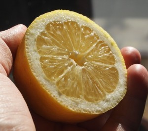 lemon balm