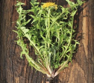 relieve constipation dandelion leaves