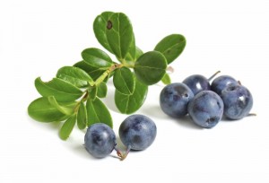 remedy for diabetes blueberry leaves