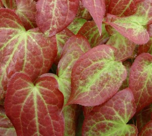 Epimedium grandiflorum Violaceum - Red foliage