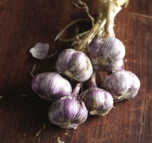 Antibiotics garlic