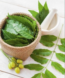 Medicinal neem plant