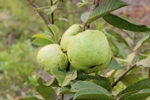 Treating a Toothache guava